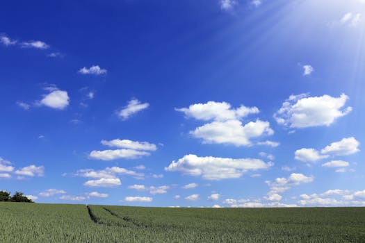 a field of lentils under a bright sky