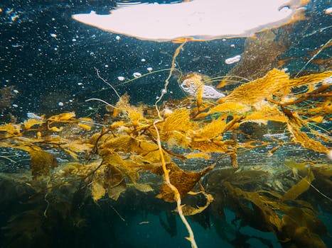 variety of seaweeds including kelp and nori