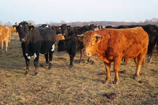 Cows grazing in a field