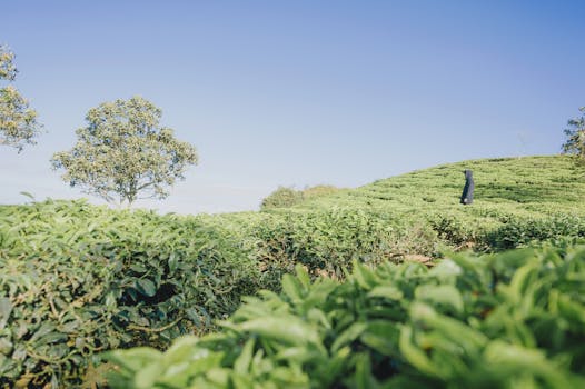 sustainable farming practices