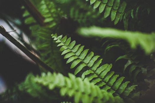 a lush green forest