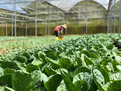 bountiful harvest of seasonal vegetables