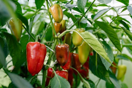 fresh vegetable garden with lettuce, cucumbers, and peppers